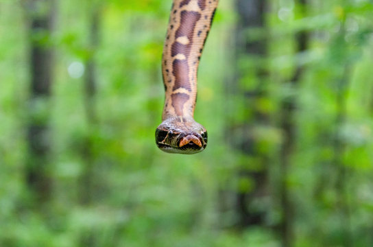 Sumatran short-tailed python ( Python curtus )  is creeping. The snake is coiling.  Exotic animals in a habitat. The snake from Sumatra. 