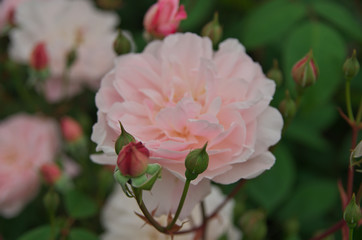 English roses garden in Sennan City, Osaka, Japan