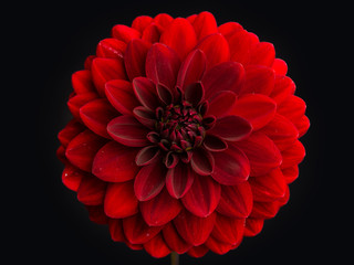 Red Dahlia Flower on a black background