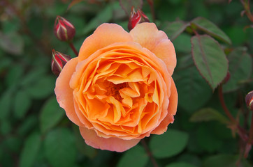 English roses garden in Sennan City, Osaka, Japan