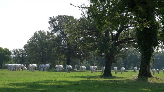 Lipizzaner horses grazing on a meadow	