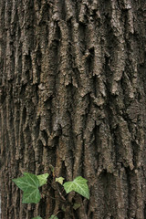 Escalade sur écorce