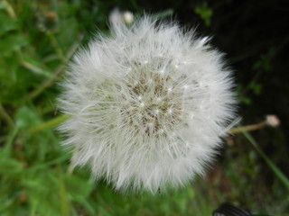 Obraz premium Pusteblume