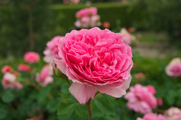 English roses garden in Sennan City, Osaka, Japan