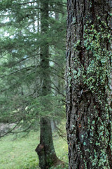 Green fresh forest landscape with trunk and moss