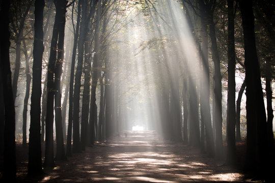 Lane in the Royal Park of Paleis Soestdijk