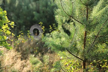 piękna pajęczyna na tapetę © Katarzyna