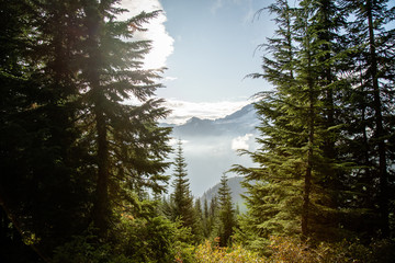 morning in the forest