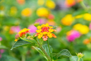 Detail of Lantana trifolia very colorful in yellows and pinks with a very colorful blurred background.