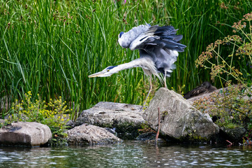 Heron streching