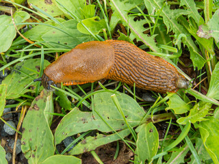 Slug in Swiss Alps