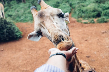 First person hand feeding giraffe in Nairobi Giraffe Manor Center © LinasM