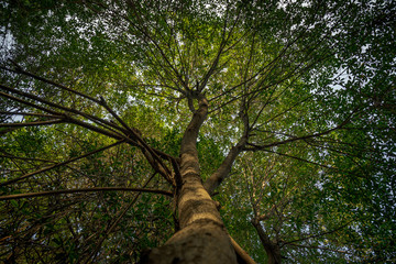 Fototapeta na wymiar Mangrove tree 