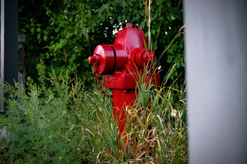 Fire Hydrant Plants