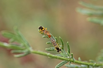 Paarung der Gew&ouml;hnlichen Langbauchschwebfliege (Sphaerophoria scripta)