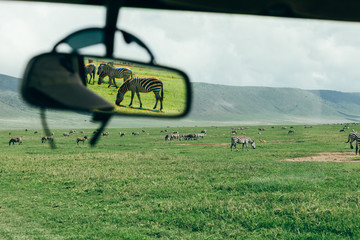 Zebras seen in rear mirror of the jeep in Ngorongoro crater © LinasM
