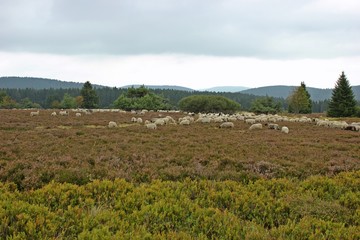 Schafherde im Hochheide-Naturschutzgebiet Neuer Hagen im Sauerland