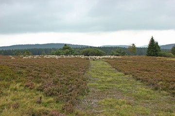 Schafherde im Hochheide-Naturschutzgebiet Neuer Hagen im Sauerland