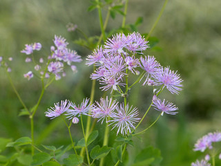 Tender purple wildflowers