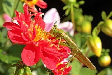 Weibliches Grünes Heupferd (Tettigonia viridissima) auf Collarette-Dahlie