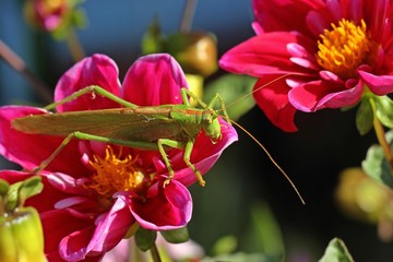 Weibliches Grünes Heupferd (Tettigonia viridissima) auf Collarette-Dahlie