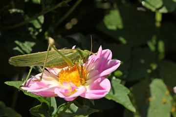 Weibliches Grünes Heupferd (Tettigonia viridissima) auf Collarette-Dahlie