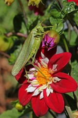 Weibliches Grünes Heupferd (Tettigonia viridissima) auf Collarette-Dahlie