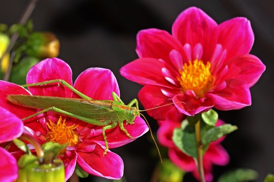 Weibliches Gr&uuml;nes Heupferd (Tettigonia viridissima) auf Collarette-Dahlie