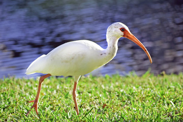 White Ibis in Florida