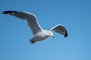 Ring-Billed Gull