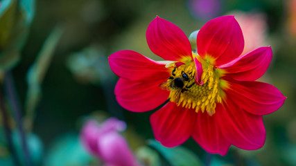 pollination