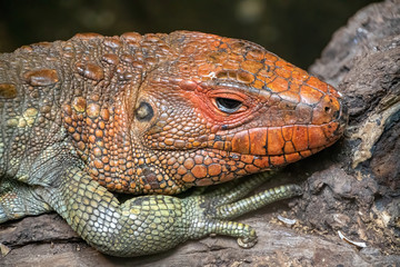 portrait view of a Caiman Lizard's head