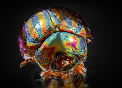 rosemary beetle- Chrysolina americana