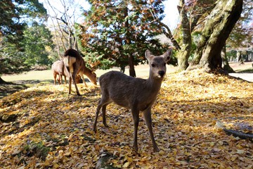 奈良公園の紅葉