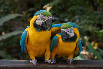 Blue and yellow macaw 
