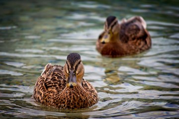Close up of wo beautifull ducks getting closer on Bohinj lake crystal clear water in Triglav national park,Slovenia