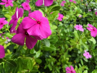Fototapeta premium pink flowers in the garden