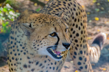 Cheetah, the fastest animal in the world