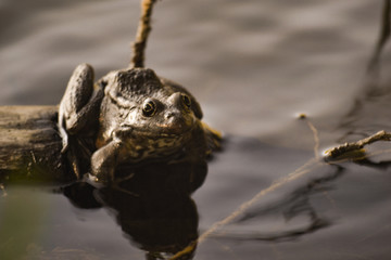 One big brown toad sits on a log in the water of a pond among grass and algae. Frog smiles.