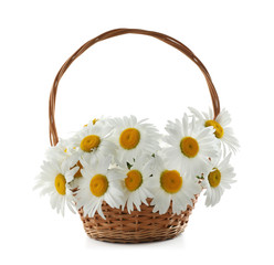 Fototapeta na wymiar Wicker basket with beautiful chamomile flowers on white background