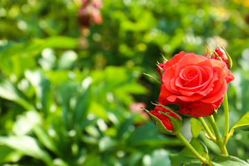 Beautiful blooming roses in garden on sunny day. Space for text