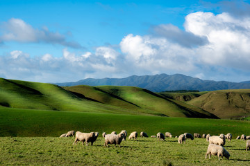 Fototapeta na wymiar Sheep grazing on the vibrant rolling hilly farmland in rural New Zealand