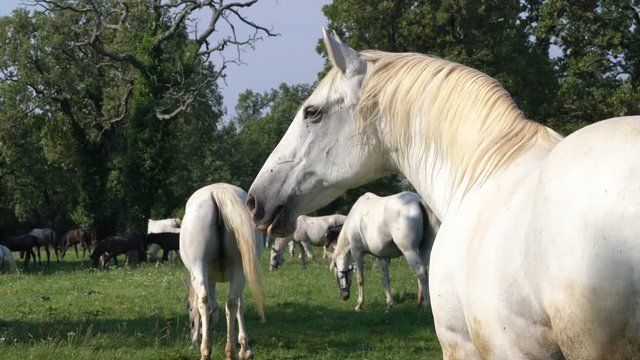 Lipizzaner horses grazing on a meadow	