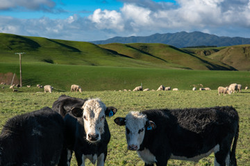 Sheep and cows grazing on the vibrant rolling hilly farmland in rural New Zealand