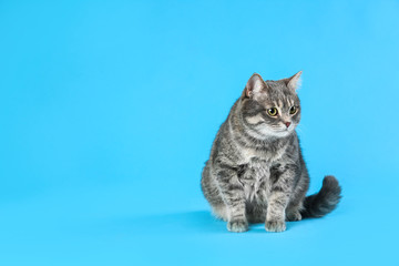 Cute gray tabby cat on light blue background, space for text. Lovely pet