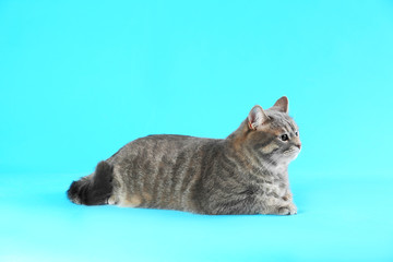 Cute gray tabby cat on light blue background. Lovely pet