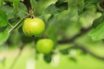 Sweet ripe green apple on branch outdoors. Space for text