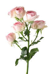 Naklejka na ściany i meble Beautiful blooming rose flowers on white background