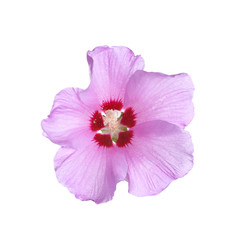 Beautiful tropical Hibiscus flower on white background