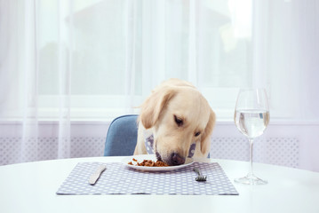 Cute funny dog eating at dining table indoors